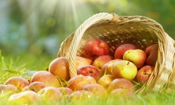 apple