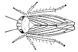 Aster Leafhopper asterleafhopper