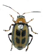 beanbeetle