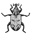 Carrot Weevil carrotweevil