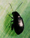 cornbeetle