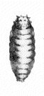 Onion Maggot onionmaggot