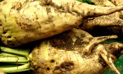 sugarbeet