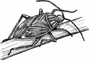 Tarnished Plant Bug tarnishedplantbug