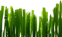 turf