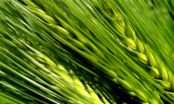 wheat