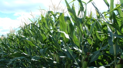 corn