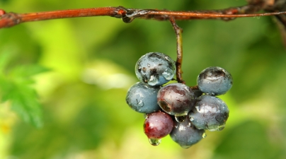 Grapes