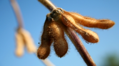 soybean