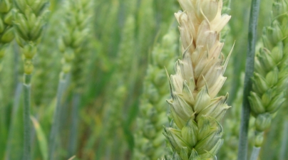 wheat