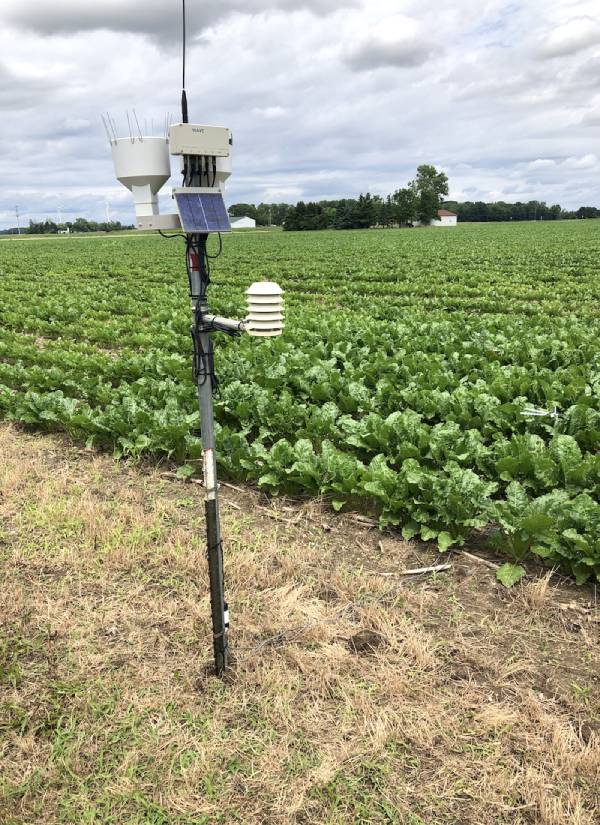 Sugar Beets